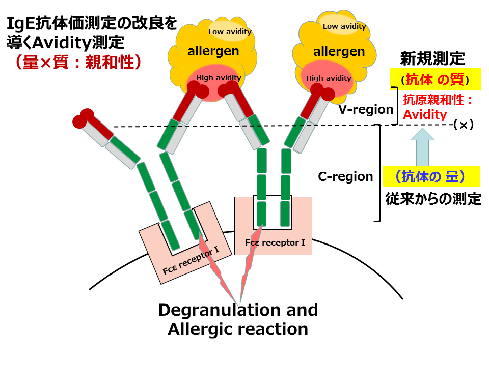 図１　IgE抗体価測定の改良を導くAvidity測定